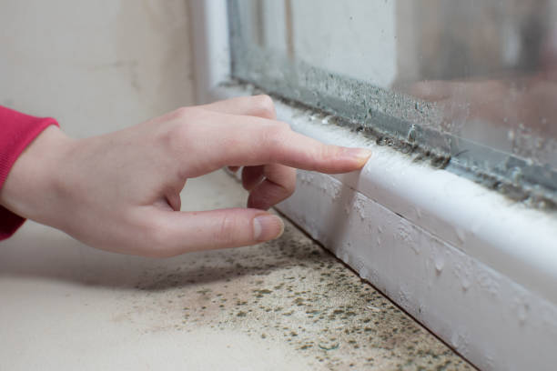 Trusted Suitland, MD Mold Removal Experts