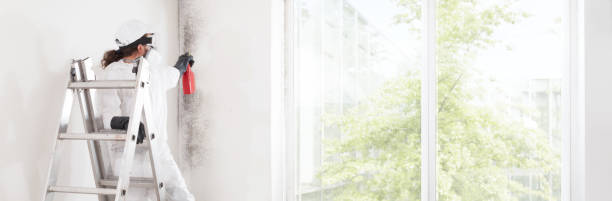 Best Basement Mold Removal  in Suitland, MD